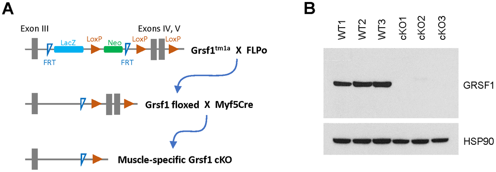 Generation of skeletal muscle-specific Grsf1 knockout mice. (A) Schematic of the generation of skeletal muscle specific Grsf1 knockout mice from the original Grsf1tm1a mice. (B) Western blot analysis of the levels of GRSF1 in WT and Grsf1cKO RF muscle.