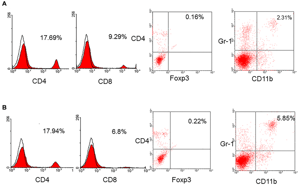 A representative of CD4+, CD8+, regulatory T-cells (CD4+foxp3+), and MDSC (CD11b+Gr-1+) in young (A) and aged (B) mice. The frequency of CD4+ (16.5 ± 1.2% versus 14.6 ± 2.9%, p = 0.185), CD8+ (8.9 ± 0.7% versus 8.4 ± 1.6%, p = 0.324), native regulatory T-cells (1.0 ± 0.8% versus 0.4 ± 0.6%, p = 0.160) in aged and young mice was not different. However, the frequency of MDSC (CD11b+Gr-1+) in aged mice was higher than that in young mice (4.4 ± 1.4% versus 1.6 ± 1.1%, p = 0.026).