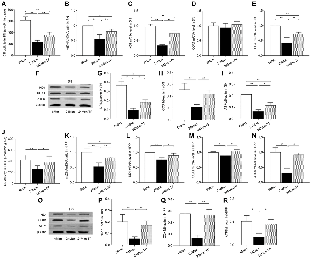 TP supplementation increases mitochondrial content in the SN and HIPP of aged male rats. (A) Citrate synthase activity in the SN. (B) mtDNA copy number in the SN. (C–E) mRNA levels of ND1, COX1, and ATP6 in the SN. (F) Representative western blots of ND1, COX1, and ATP6 expression in the SN. (G–I) Quantification of ND1, COX1, and ATP6 protein levels in the SN (normalized to β-actin). (J) Citrate synthase activity in the HIPP. (K) mtDNA copy number in the HIPP. (L–N) mRNA levels of ND1, COX1, and ATP6 in the HIPP. (O) Representative western blots of ND1, COX1, and ATP6 expression in the HIPP. (P–R) Quantification of ND1, COX1, and ATP6 expression in the HIPP (normalized to β-actin). Data are expressed as the mean ± S.D. (n = 5/group). *P **P #P U test, Bonferroni correction).