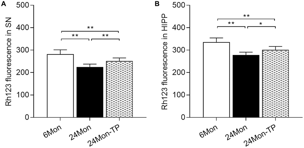 TP supplementation increases mitochondrial membrane potential in the SN and HIPP of aged male rats. MMP was detected by flow cytometry after labeling SN and HIPP cells with Rh123. (A) MMP analysis in dissociated SN cells. (B) MMP analysis in dissociated HIPP cells. Data are expressed as the mean ± S.D. (n = 8/group). *P **P 
