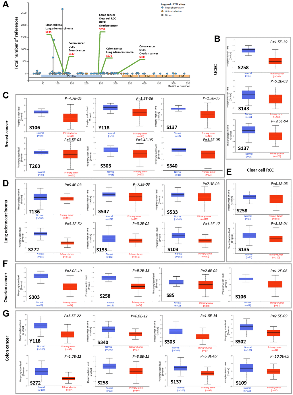 Phosphorylation analysis of the PXN protein in different cancers. Using the CPTAC dataset, we analyzed the expression level of PXN phosphoproteins (S135, S137, S258, S272, S303, S106, Y118, T263, S340, S143, S136, S547, S533, S272, S103, S85, S302, and S109 sites) between normal tissue and primary tissue of selected tumors with UALCAN. (A) Schematic diagram of PXN protein showing phosphoprotein sites with positive results. Box plots are shown for different cancers: (B) UCEC, (C) breast cancer, (D) lung adenocarcinoma, (E) RCC, (F) ovarian cancer, and (G) colon cancer.