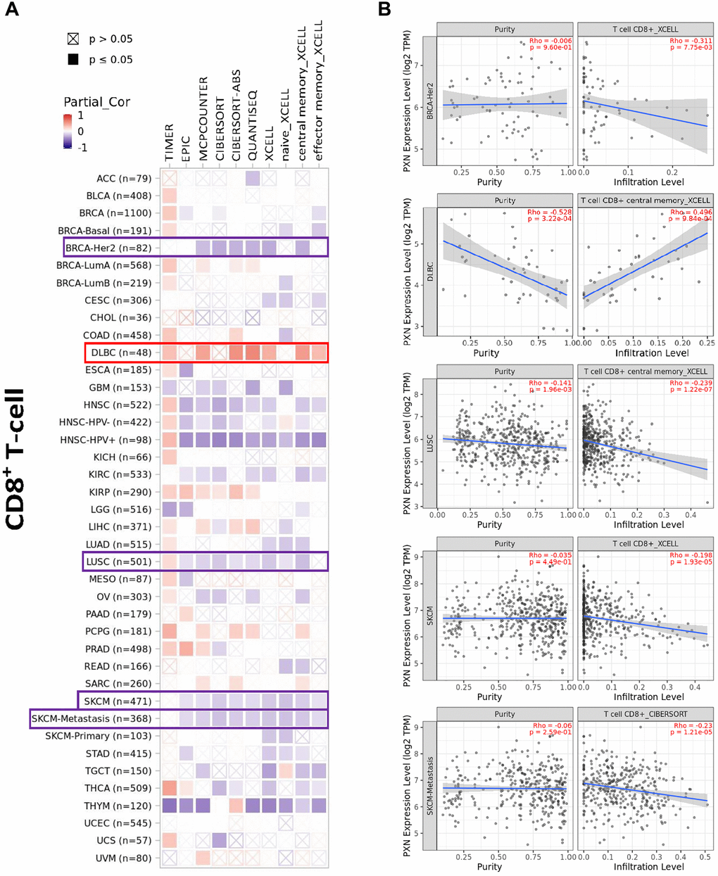 Correlation analysis between PXN gene expression and immune infiltration of CD8+ T cells. Different algorithms explored potential correlations in (A) PXN expression level and (B) infiltration of CD8+ T cells across all types of cancer in TCGA.
