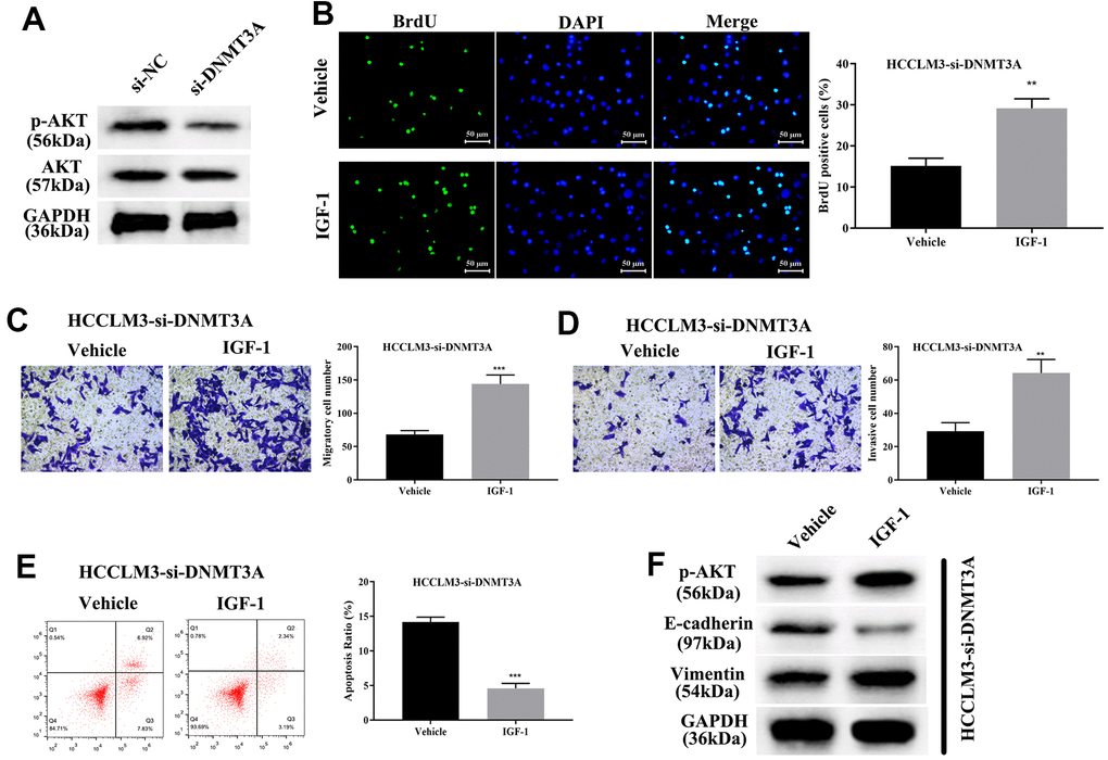 HCP5/miR-29b-3p/DNMT3A axis augments hepatocellular carcinoma progression by activating AKT phosphorylation. (A) Knockdown of DNMT3A decreases the phosphorylation of AKT. (B) Cell proliferation was augmented when treated with AKT activator IGF-1 (**pC, D) IGF-1 reverses cell migration and invasion that was decreased by down-regulation of DNMT3A (**pE, F) IGF-1 prevents cell apoptosis and activates the epithelial-mesenchymal transition (EMT) progress in HCCLM3-si-DNMT3A cells (***p