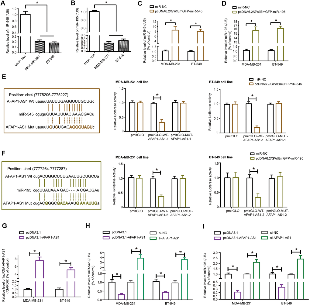 MiR-545-3p and miR-195 were sponged and modified by lncRNA AFAP1-AS1 in triple-negative breast cancer (TNBC) cells. (A, B) Expressions of miR-545-3p (A) and miR-195 (B) were lower in MDA-MB-231 and BT-549 cell lines than in MCF-10A cell line. *: PC, D) Expressions of miR-545-3p (C) and miR-195 (D) were boosted in MDA-MB-231 and BT-549 cell lines after respective transfections of pcDNA6.2/GW/EmGFP-miR-545 and pcDNA6.2/GW/EmGFP-miR-195. *: PE, F) MiR-545-3p (E) and miR-195 (F) were sponged by lncRNA AFAP1-AS1 in certain targets, and MDA-MB-231 and BT-549 cell lines of pmirGLO-WT-lncRNA AFAP1-AS1+pcDNA6.2/GW/EmGFP-miR-545/miR-195 group were associated with weaker luciferase activity than TNBC cell lines of pmirGLO-MUT-lncRNA AFAP1-AS1+pcDNA6.2/GW/EmGFP-miR-545/miR-195 group. *: PG) LncRNA AFAP1-AS1 expression in MDA-MB-231 and BT-549 cell lines was determined when pcDNA3.1-lncRNA AFAP1-AS1 was transfected. *: PH, I) Expressions of miR-545 (H) and miR-195 (I) were detected among MDA-MB-231 and BT-549 cell lines transfected by pcDNA3.1, pcDNA3.1-lncRNA AFAP1-AS1, si-NC and si-lncRNA AFAP1-AS1. *: P