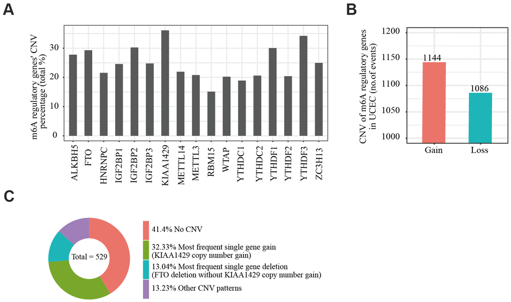 Copy number variation of m6A regulatory genes in endometrial cancer. (A) Analysis of the percentage of CNVs among m6A regulatory genes in TCGA data of 529 EC samples. (B) Incidence of m6A regulatory gene copy number increase or loss in EC samples. (C) The most common CNV among m6A regulatory genes in EC samples.