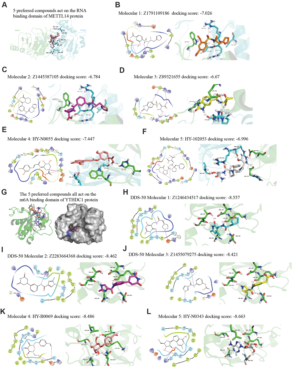 The 2D and 3D structures of five top-scoring small-molecule drugs. (A) Top five compounds acting on the RNA-binding domain of METTL14. (B–F) 2D and 3D mapping of the binding interaction between the top five compounds (Z1791109186, Z1445387105, Z89321655, HY-N0055, and HY-102053) and METTL14. (G) The five preferred compounds targeting the m6A-binding domain of the YTHDC1 protein. (H–L) 2D and 3D mapping of the binding between the top five compounds (Z1246434517, Z2283664368, Z1455079275, HY-N0343, and HY-B0069) and YTHDC1.