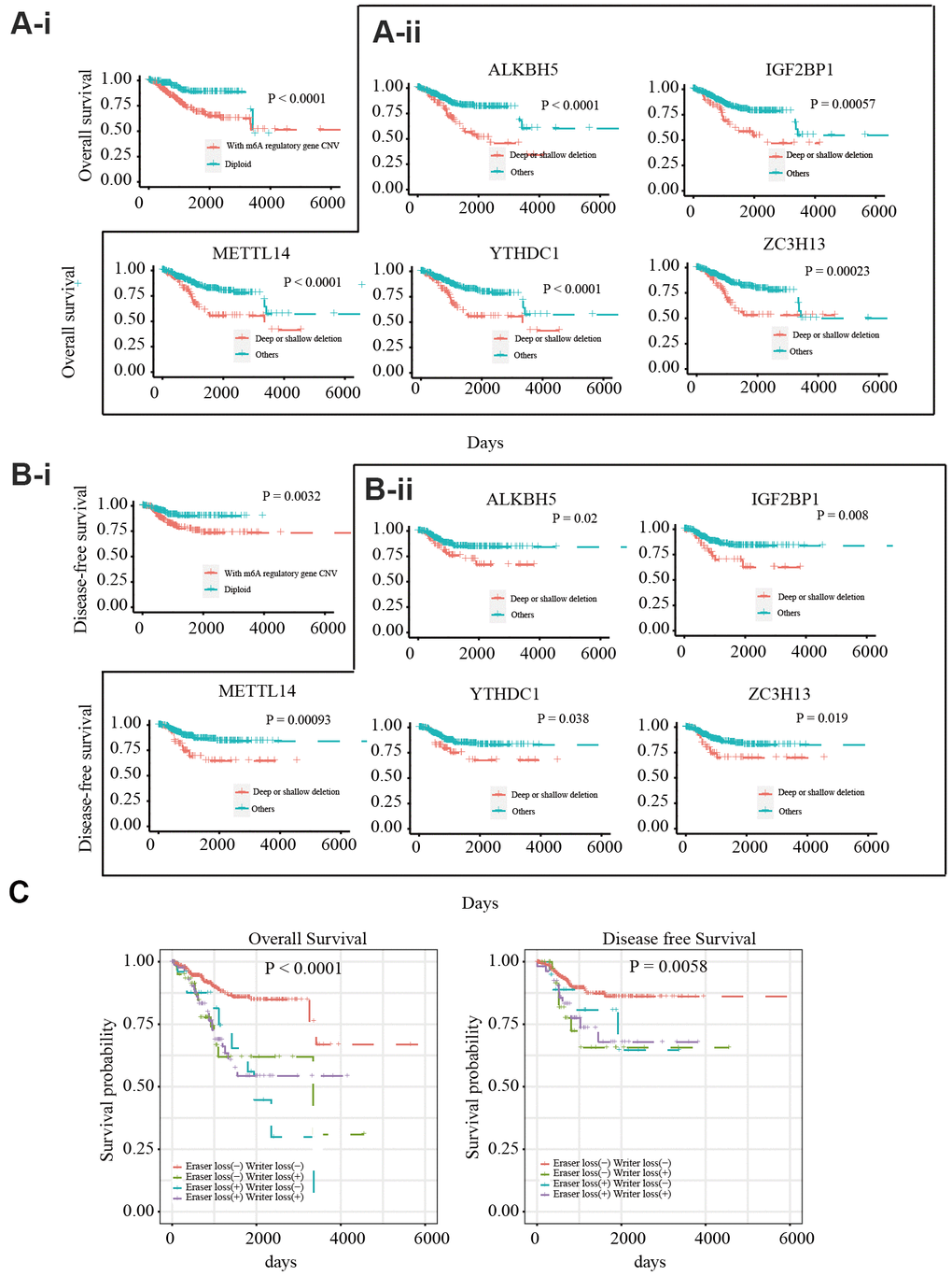 Relationship between copy number variants of m6A regulatory genes and OS/DFS in 412 EC patients (A-i) OS of EC patients with or without mutations in m6A regulatory genes. (A-ii) OS of EC patients with different CNV types for IGF2BP1, ZC3H13, METTL14, ALKBH5, and YTHDC1. (B-i) DFS of EC patients with or without mutations in m6A regulatory genes. (B-ii) DFS of EC patients with different CNV types for IGF2BP1, ZC3H13, METTL14, ALKBH5, and YTHDC1. (C) OS and DFS of EC patients with simultaneous alterations in writer and eraser genes.