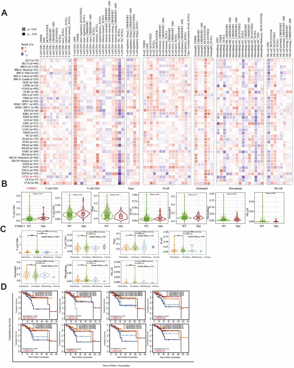 Correlation between the immune infiltration level and the expression, mutation, SCNA status, and outcome module of YTHDC1. (A) Heatmap depicting the correlation of YTHDC1 expression with the immune infiltration level in diverse cancer types. (B) Violin plots depicting the effect of YTHDC1 gene mutations on immune cell infiltration and immune cell types in endometrial cancer. (C) Violin plots depicting the effect of YTHDC1 SCNA status on immune cell infiltration and immune cell types in endometrial cancer. (D) Outcome module showing the clinical relevance of tumor immune subsets.