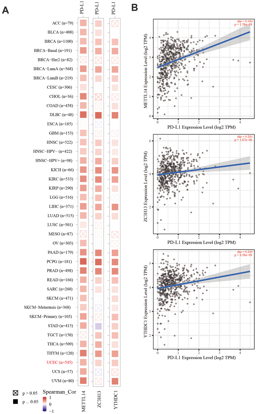 The correlation of METTL14, ZC3H13, and YTHDC1 expression with PD-L1. (A) Heatmap depicting the correlation of METTL14, ZC3H13, and YTHDC1 expression with PD-L1 in diverse cancer types. (B) Spearman’s correlation analysis was employed.