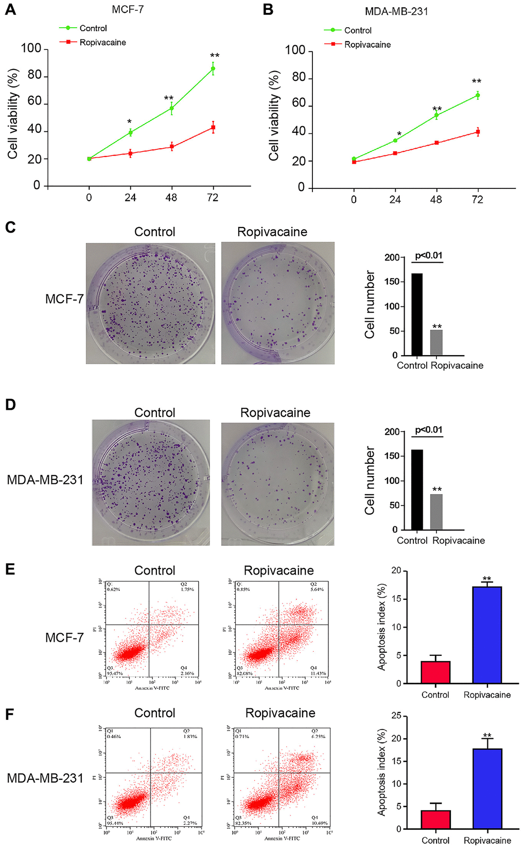Ropivacaine inhibits proliferation and promotes apoptosis of breast cancer cells. (A–F) The MCF-7 and MDA-MB-231 cells were treated with ropivacaine (1 mmol/L) or equal volume saline. (A and B) The cell viability was analyzed by the MTT assays in the cells. (C and D) The cell proliferation was measured by the colony formation assays in the cells. (E and F) The cell apoptosis was measure by flow cytometry analysis in the cells. N = 3, The independent experiments were repeated for three times. Data are presented as mean ± SD. Statistic significant differences were indicated: *P **P 