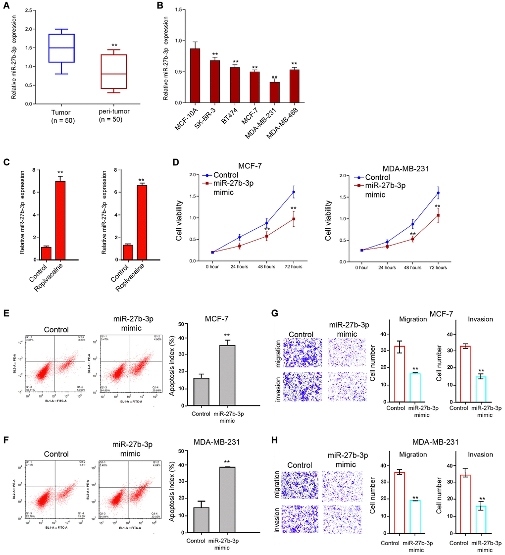 Ropivacaine enhances the expression of miR-27b-3p in breast cancer cells. (A) The expression of miR-27b-3p was detected in the tumor and peri-tumor tissues from breast cancer patients (n = 50). (B) The expression of miR-27b-3p was analyzed in the indicated cells. (C) The MCF-7 and MDA-MB-231 cells were treated with ropivacaine (1 mmol/L) or equal volume saline. The expression of miR-27b-3p was measured by qPCR assays in the cells. (D–H) The MCF-7 and MDA-MB-231 cells were treated with control mimic or miR-27b-3p mimic (50 nM) for 48 hours. (D) The cell viability was analyzed by the MTT assays in the cells. (E and F) The cell apoptosis was measure by flow cytometry analysis in the cells. (G and H) The cell migration and invasion were examined by transwell assays in the cells. N = 3, The independent experiments were repeated for three times. Data are presented as mean ± SD. Statistic significant differences were indicated: *P **P 