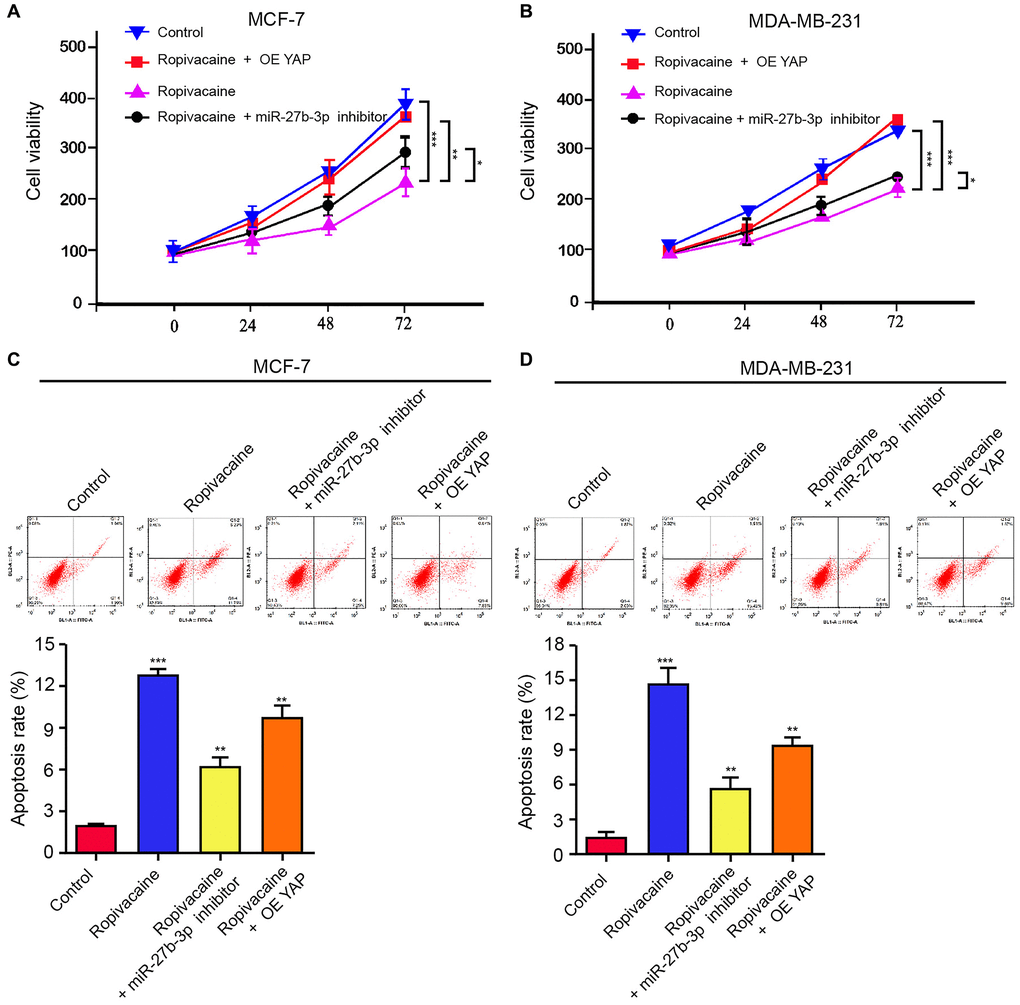 Ropivacaine inhibits the progression of breast cancer by miR-27b-3p /YAP axis in vitro. (A–D) The MCF-7 and MDA-MB-231 cells were treated with ropivacaine (1 mmol/L) or equal volume saline, or co-treated with ropivacaine (1 mmol/L) and miR-27b-3p inhibitor or YAP overexpression vector. (A and B) The cell viability was analyzed by the MTT assays in the cells. (C and D) The cell apoptosis was measure by flow cytometry analysis in the cells. N = 3, The independent experiments were repeated for three times. Data are presented as mean ± SD. Statistic significant differences were indicated: *P **P ***P 