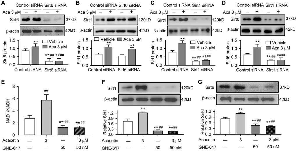 Sirt1 mediates acacetin-induced Sirt6 activation by enhancing NAMPT and NAD+/NADH in H9C2 cardiac cells. (A) Western blots and relative levels of Sirt6 in cells transfected with control siRNA or Sirt6 siRNA in the absence or presence of 3 μM acacetin (Aca) for 72 h. (B) Western blots and relative levels of Sirt1 in cells as treated in A. (C) Western blots and relative levels of Sirt1 in cells transfected with control siRNA or Sirt1 siRNA in the absence or presence of 3 μM acacetin for 72 h. (D) Western blots and relative levels of Sirt6 in cells as treated in C (n = 4–6, **P ##P E) Acacetin-induced increase of NAD+/NADH ratio was prevented by NAMPT inhibitor GNE-617 (50 nM). (F) Acacetin-induced increase of Sirt1 protein was abolished by 50 nM GNE-617. (G) Acacetin-induced increase of Sirt6 protein was abolished by 50 nM GNE-617. (n = 4–6, **P ##P 