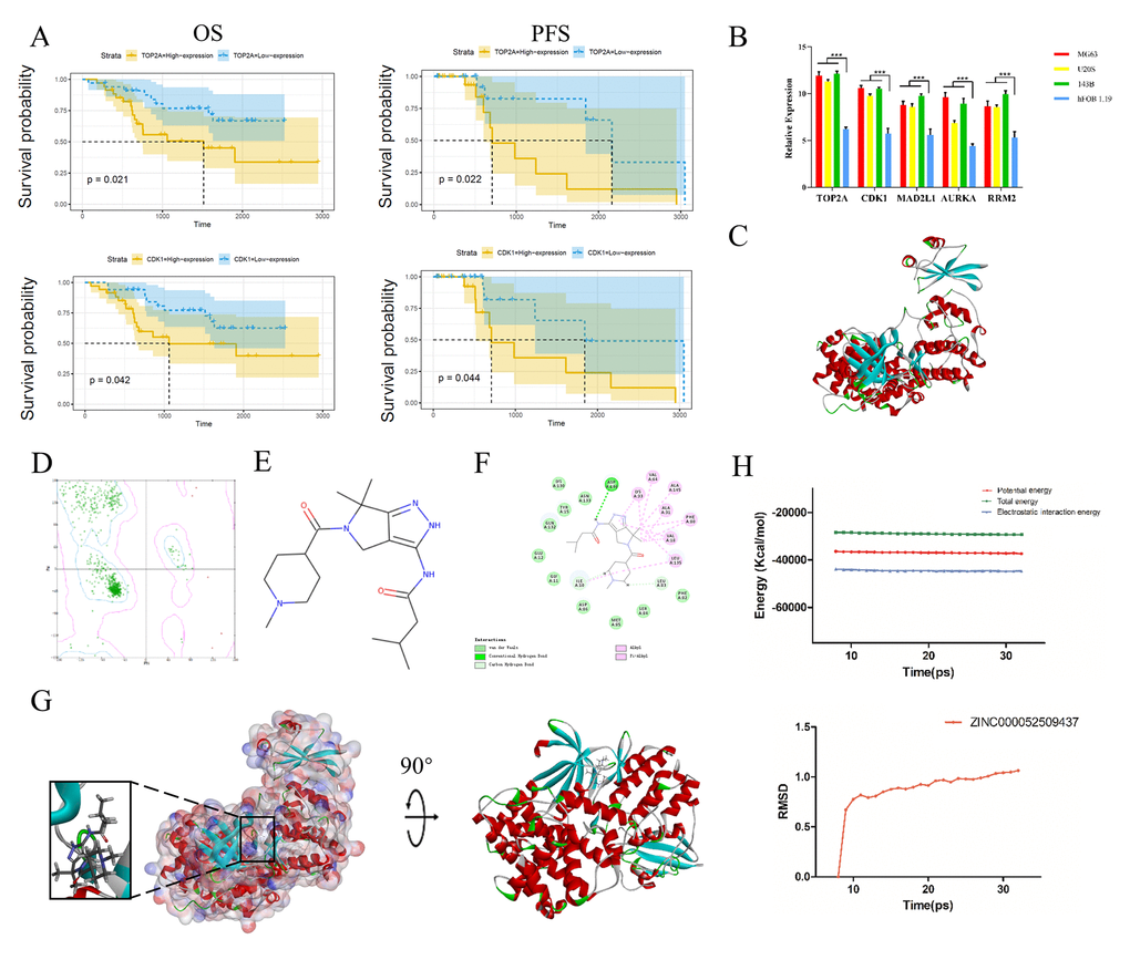 Survival curve analysis, hub gene validation and molecular docking analysis. (A) Kaplan-Meier estimates of PFS and OS in osteosarcoma patients based on CDK1 and TOP2A expression. (B) Validation of TOP2A, CDK1, AURKA, MAD2L1 and RRM2 expression in vitro. *P C) Crystal structure of CDK1. (D) Ramachandran diagrams of CDK1. (E) Structure of PHA-793887. (F) 2D intermolecular interaction diagram of the PHA-793887/CDK1 complex. (G) Schematic drawing of the interactions between CDK1 and PHA-793887. (H) Potential energy profile and root-mean-square deviation curve of the PHA-793887/CDK1 complex obtained from the molecular dynamics simulation.