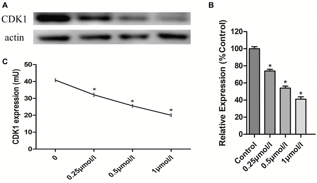 Anti-osteosarcoma effects of PHA-793887 targeting CDK1. (A) Results of western blot. (B) Relative expression of CDK1 (%Control) (C) CDK1 expression in MG63 cells.