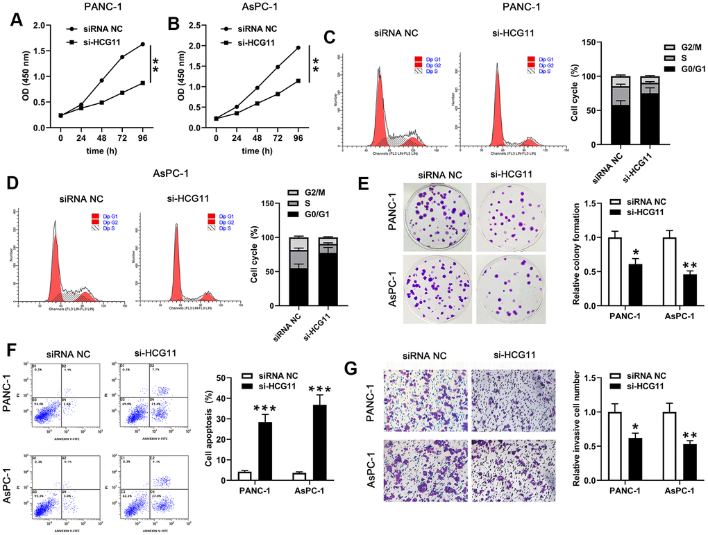 HCG11 depletion suppressed proliferation, cycle, colony formation, mobility of PANC-1 and AsPC-1 cells but promoted their apoptosis. (A, B) CCK-8 assay was used to examine the viability of PANC-1 and AsPC-1 cells after transfected with si-HCG11. (C, D) After transfection with si-HCG11, flow cytometry assay was performed to detect the cell cycle of PANC-1 and AsPC-1 cells. (E) Plate clone formation assay was conducted to measure the number of cell clones in PANC-1 and AsPC-1 cells. (F) After knockdown of HCG11, flow cytometry assay was applied to detect the apoptotic rates in PANC-1 and AsPC-1 cells. (G) Transwell assay was used to determine the invaded number of PANC-1 and AsPC-1 cells after knockdown of HCG11. *p**p***p