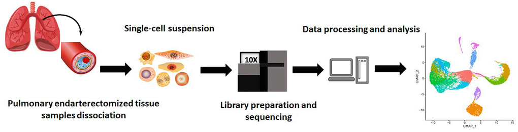 Schematic of the experimental design for single-cell RNA sequencing.