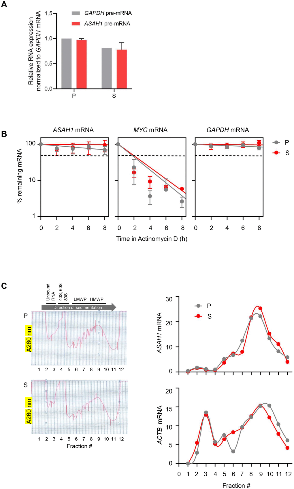 ASAH1 mRNA stability and translation in senescent cells. (A) RT-qPCR analysis of the levels of ASAH1 and GAPDH pre-mRNAs using total RNA from proliferating (P) and senescent (S) cells upon replicative exhaustion and normalized to GAPDH mRNA levels. (B) Proliferating and senescent cells were treated with Actinomycin D for the times indicated to block transcription; total RNA was then isolated, and RT-qPCR analysis was performed to assess the levels of ASAH1 mRNA. The labile MYC mRNA and the stable GAPDH mRNA were included as control transcripts. Discontinuous line indicates 50% of the original levels of mRNAs at time 0. (C) Cytoplasmic lysates obtained from P and S cells were fractionated through sucrose gradients to assess global polysome distribution profiles; ‘Unbound RNA’ fractions, fractions containing small ribosomal subunits (‘40S’), large ribosomal subunits (‘60S’), and monosomes (‘80S’), as well as polysomes of low and high molecular weight (LMWP and HMWP) are indicated. The relative distribution of ASAH1 mRNA and housekeeping ACTB (β-actin) mRNA was studied by RT-qPCR analysis of RNA in each of 12 gradient fractions. Data in (A) and (B) represent the means and S.D. from three independent experiments; data in C are representative of three independent experiments.