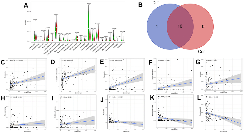 Immune cells associated with high and low deoxyribonuclease 1-like 3 (DNASE1L3) expression levels. (A) Immune cells related to DNASE1L3 expression were obtained through differential expression analysis (statistical significance was set to pC–L) 10 kinds of immune cells related to DNASE1L3 were obtained by the method of correlation test (pB) A Venn diagram of intersecting immune cells types between differential expression analysis and correlation tests.