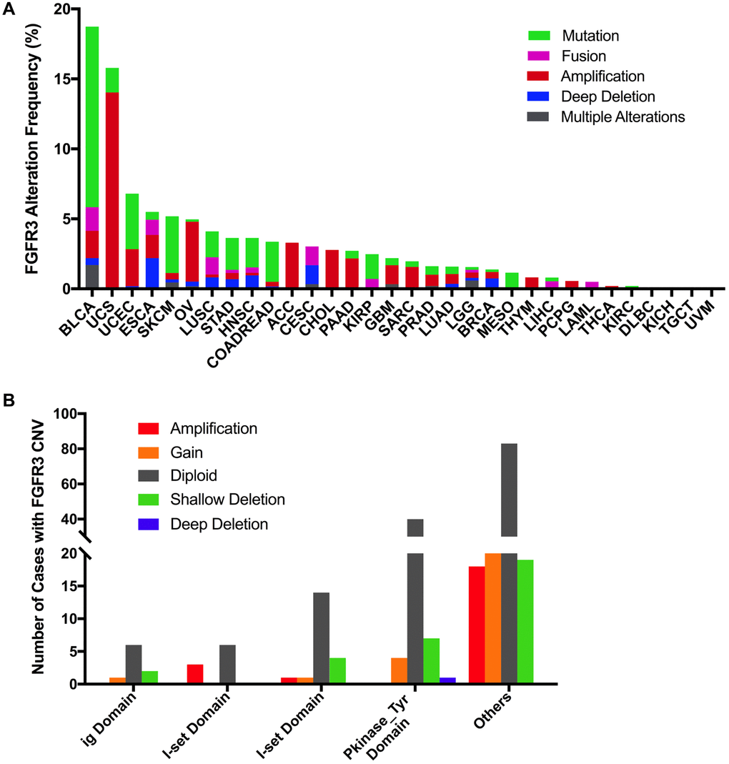 Pan-cancer analysis of FGFR3 alterations and distribution. (A) The alteration (mutation and CNVs) frequency of FGFR3 across various tumor types. (B) The distribution of CNV cases along with mutations located in protein functional domains.