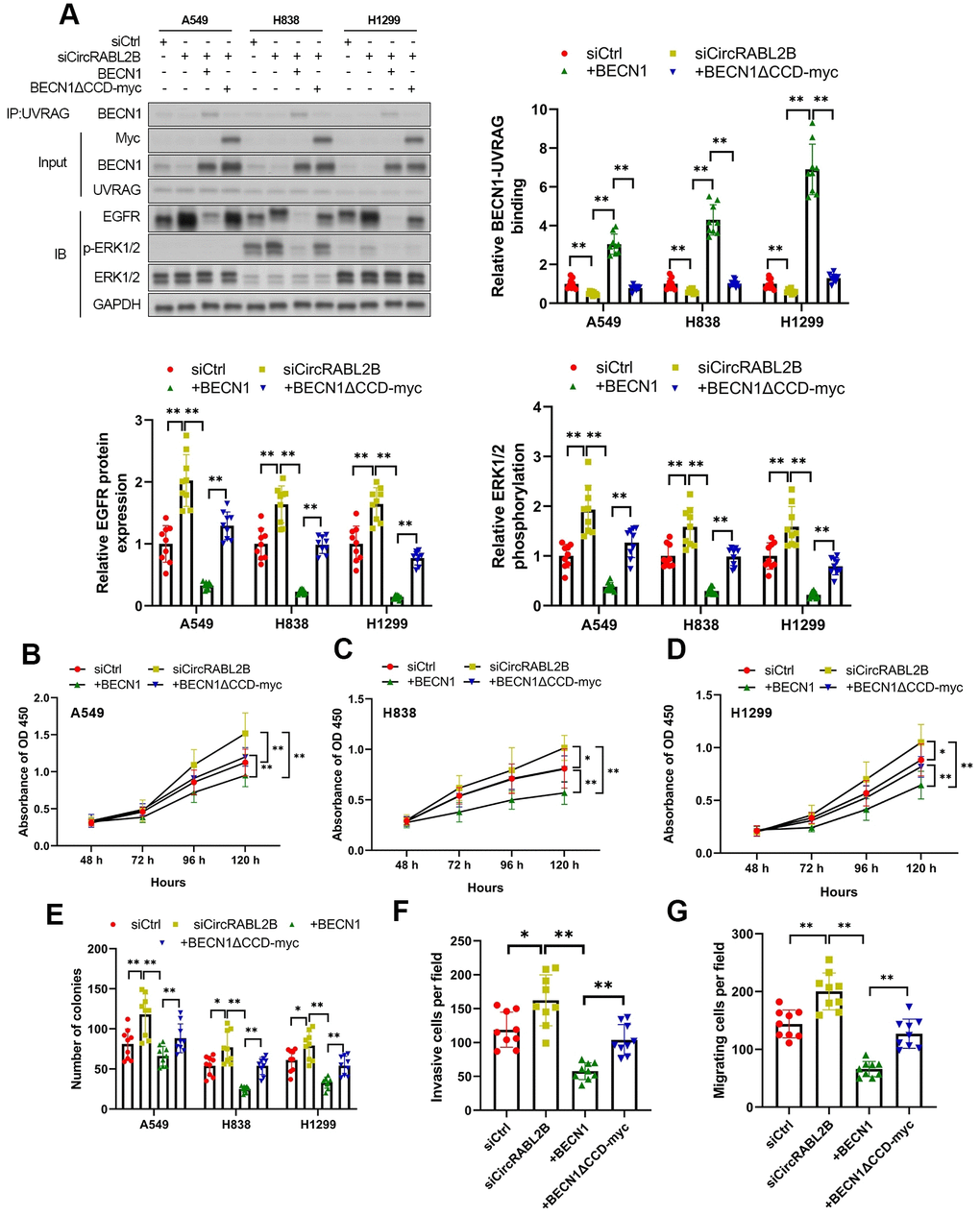 The circular RNA circRABL2B promotes non-small cell lung cancer ...