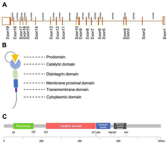 The structure of ADAM17. (A), Gene structure; (B), Generalized domains of ADAM17; (C), Conserved domains of ADAM17.