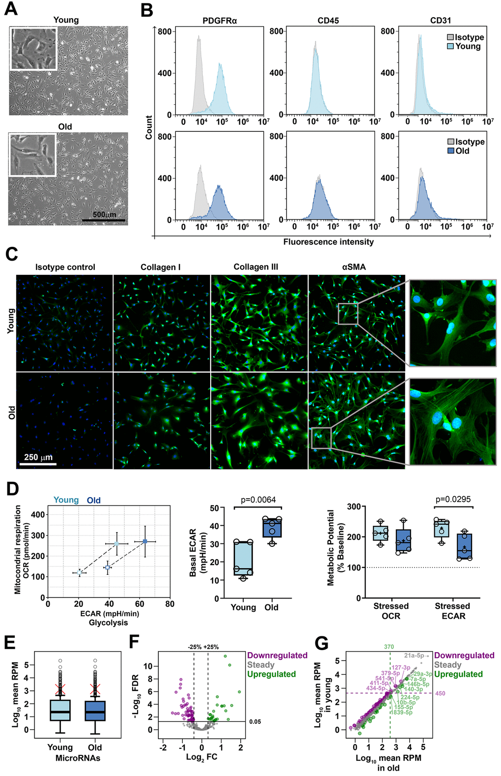 Characterization of cardiac fibroblasts derived from young and old mice (A) Phase-contrast microscopy of cells after 3 days in culture. No morphological differences were identified between young- and old-derived cells. (B) Flow cytometry analysis of young- and old-derived cells after 5 days in culture revealing the presence of PDGFRα and the absence of CD31, CD45. The histograms illustrate representative results of three experiments. (C) Fluorescent microscopy images illustrating the presence of αSMA, collagen I and collagen III. Note the different patterns of SMA in the two groups (inset). The pictures are representative from three experiments. (D) Cell energy phenotypes of young- and old-derived cardiac fibroblasts obtained by using XF Cell Energy Phenotype Report Generator. (E) Distribution of mean expression levels of miRNAs in young and old cardiac fibroblasts. Red crosses mark mean values. Circles mark outliers. (F) Volcano plot showing 530 sequenced miRNAs as steady or differentially expressed (downregulated or upregulated). MiRNAs with FDR G) The expression levels of miRNAs in young versus old cardiac fibroblasts. Upregulated miRNAs with a mean RPM value in old cardiac fibroblasts over 370 and downregulated miRNAs with a mean RPM value in young cardiac fibroblasts over 450 were depicted as outliers. FDR, false discovery rate (p-value adjusted for multiple testing by the Benjamini-Hochberg procedure); FC, fold change (miRNA in old compared to young cardiac fibroblasts); RPM, reads per million.