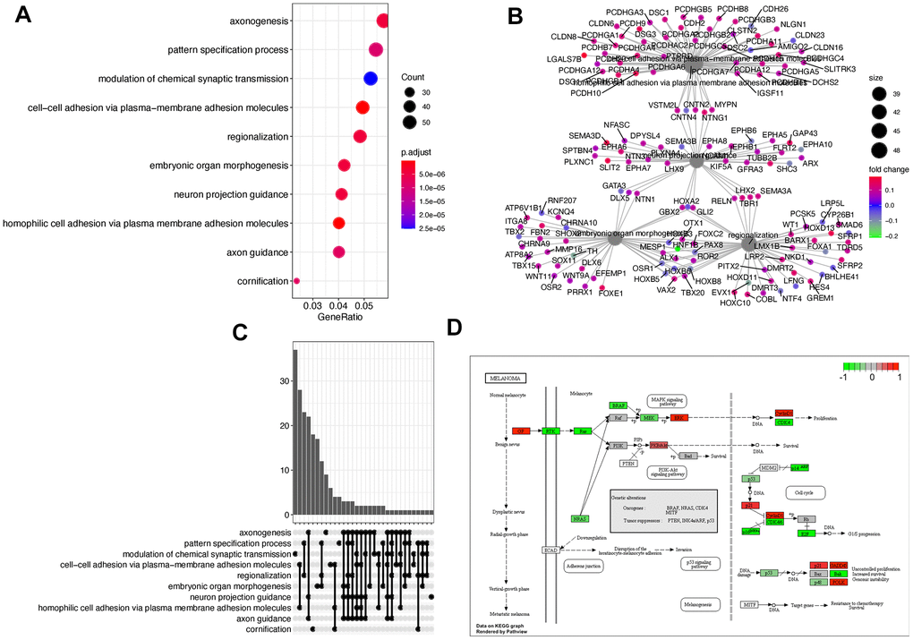 Function enrichment using DEGs. (A) The dotplot of the top 10 enriched gene ontology biological process terms. (B) The regulatory relationships between genes and corresponding functions. (C) The upset graph is showing the number of overlapped genes among functions. (D) The most significant KEGG pathway.