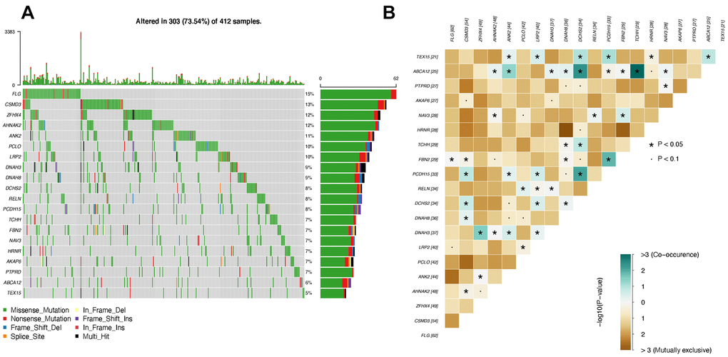 Top mutated genes that are also differentially expressed. (A) Oncoplot of top mutated genes. Each row indicates one gene, and each column represents one patient. (B) Interactions between mutated genes. The co-occurrence and mutually exclusive interactions are marked in blue and yellow, respectively.