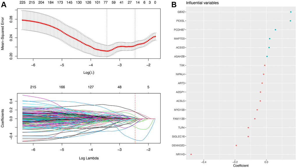 Machine learning results. (A) Feature selection process performed by lasso regression. (B) Feature importance ranking according to the coefficient.