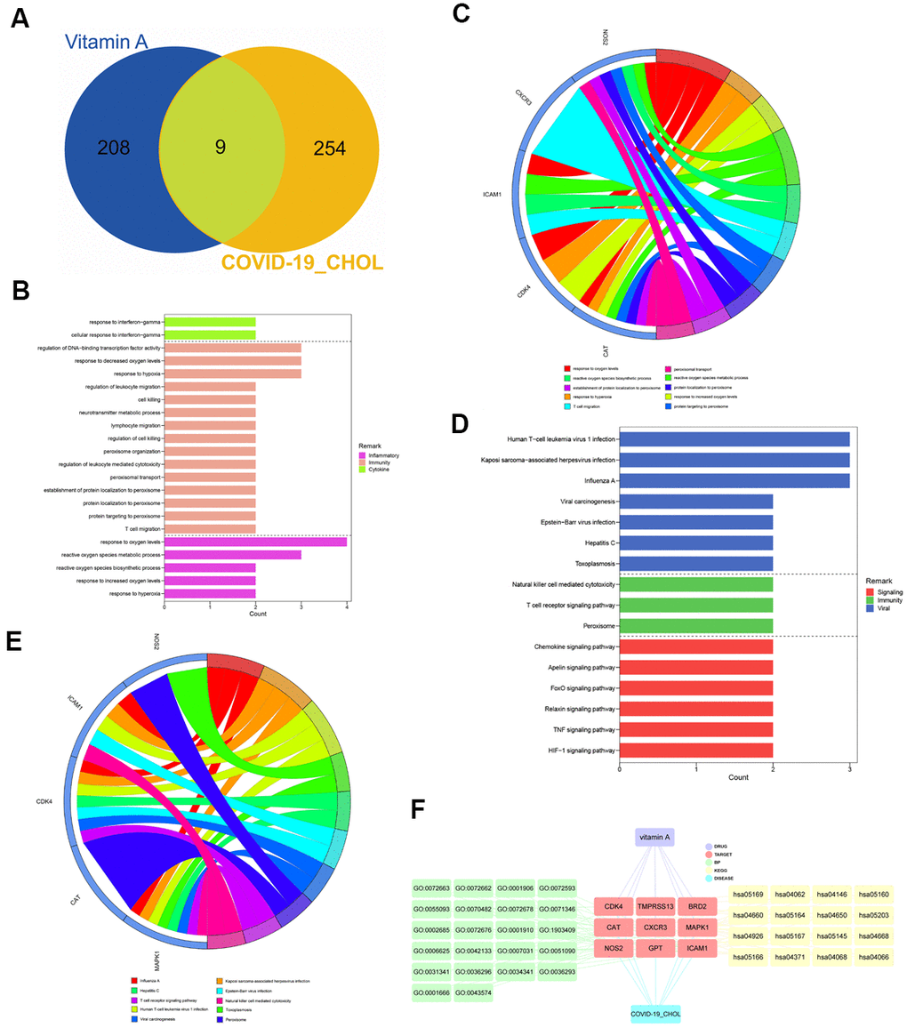 Identification and functional characterization of CHOL/COVID-19/Vitamin A-associated genes. (A) Venn diagram showed the number of intersecting genes of vitamin A and CHOL/COVID-19. (B) Gene ontology enrichment analysis highlighted the biological processes affected by the VA/CHOL/COVID-19-associated genes. (C) The bubble diagram showed the involvement of genes in different biological processes. (D) Kyoto Encyclopedia of Genes and Genomes (KEGG) pathway analysis demonstrated the alteration of cell signaling pathways by the VA/CHOL/COVID-19-associated genes. (E) The bubble diagram showed the involvement of genes in different cell signaling pathways. (F) Interaction network showed core biotargets, pharmacological functions, and signaling pathways of VA against CHOL/COVID-19.VA.