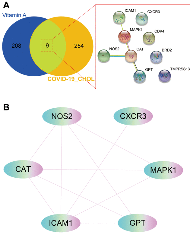 Gene network analysis of vitamin A against CHOL/COVID-19. (A) STRING analysis indicated protein-protein interaction mediated by 9 intersecting genes of VA against CHOL/COVID-19. (B) Cytoscape analysis further showed the involvement of 6 core candidates including CAT, NOS2, CXCR3, MAPK1, GPT, and ICAM1 in protein interaction network related to action of VA against CHOL/COVID-19.