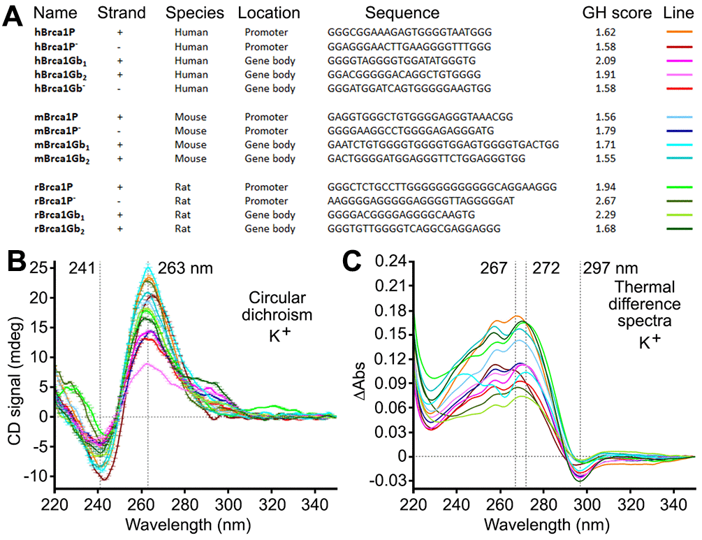 Putative G4-forming sequences from the human, mouse, and rat Brca1 and their promoters fold into G4-DNA structures in vitro. (A) Sequences of putative G4-DNA-forming sequences from the human, mouse, and rat Brca1 and their promoters, along with their G4Hunter (GH) scores. (B, C) CD and TDS signatures of these G4-forming sequences (3 μM) in Caco.K10 buffer (10 mM lithium cacodylate buffer (pH 7.2) plus 10 mM KCl and 90 mM LiCl).