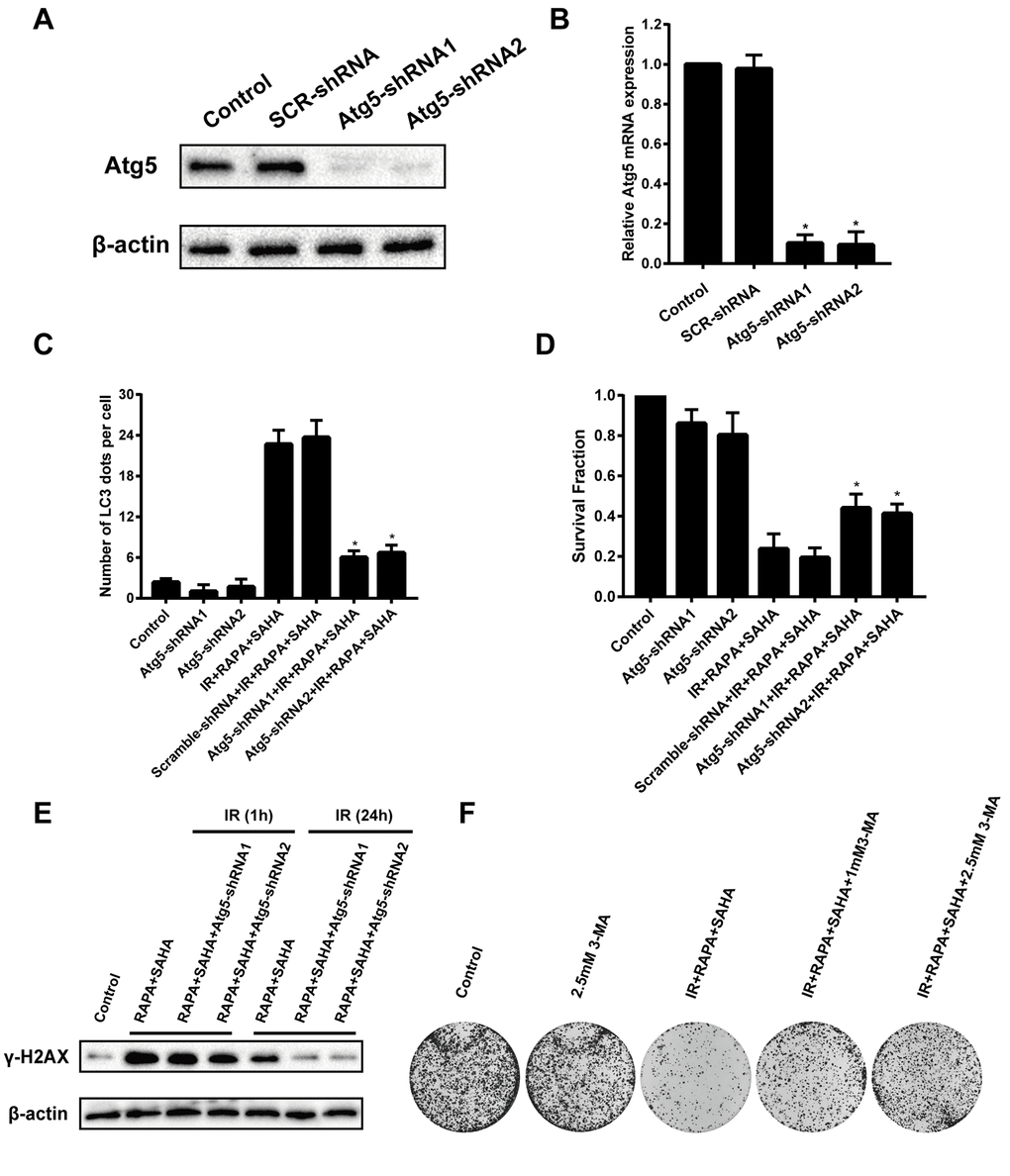 Effects of combination treatment with RAPA and SAHA on IR after down-regulate the level of autophagy in NSCLC cells. A549 cells were infected by a lentivirus delivered Atg5 shRNA for 24h. (A, B) The relative protein and mRNA expression levels of Atg5 were determined by western blot and RT-qPCR analysis. (C) Quantitative data were calculating the number of LC3 dots per A549 cell by using an immunofluorescence confocal microscope. (D) Survival fractions of A459 cells were assessed by the colony formation assay. (E) γ-H2AX protein was determined by western blot analysis. A549 cells were treated with RAPA (100nmol/L) and SAHA (2.5μmol/L) for 24h and were subsequently exposed to IR (4Gy) for 1h and 24h after transfected with or without Atg5 shRNA for 24h. (F) Colony formation assay in A549 cells resulting from IR after treatment with different concentrations of 3-MA or without 3-MA. A549 cells were pretreated with 3-MA for 1h before RAPA and SAHA treatment.