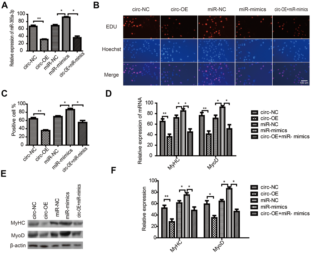 CircRNA FUT10 regulates the regenerative potential of aged skeletal muscle  stem cells by targeting HOXA9