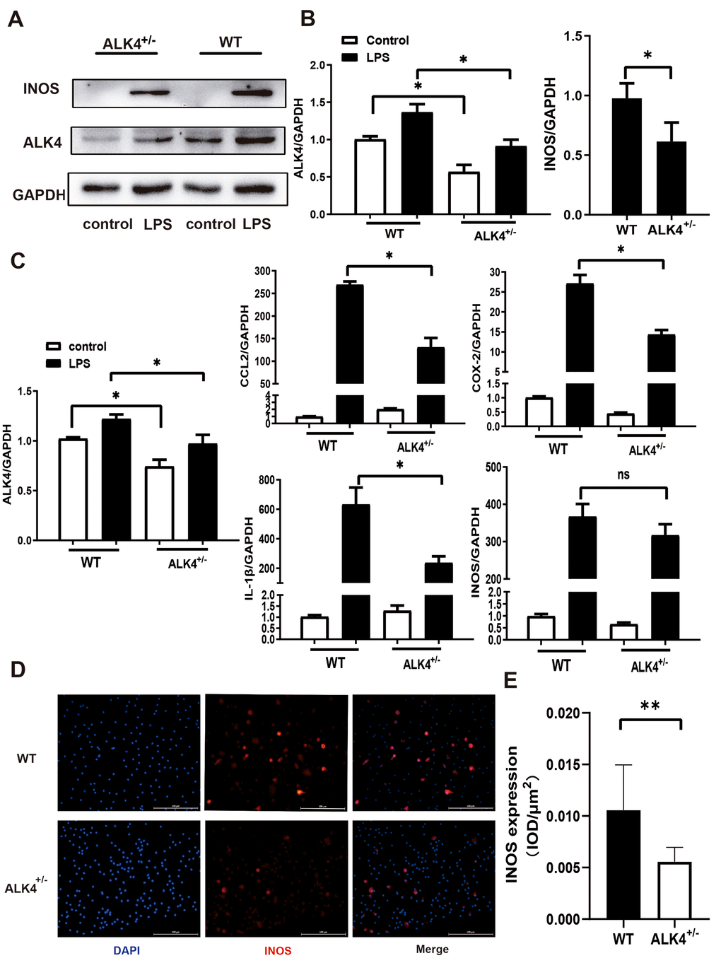 ALK4 haplodeficency reduces pro-inflammation response. (A, B) ALK4 protein and iNOS expression in BMDM from WT and ALK4+/- mice in 4 groups (n=4 for each). (C) The mRNA expression of ALK4, iNOS, CCL2, IL-1β and COX-2 were detected in 4 groups (n=4 for each). (D, E) iNOS expression in LPS-stimulation BMDM from WT and ALK4+/- mice in immunofluorescence. * p