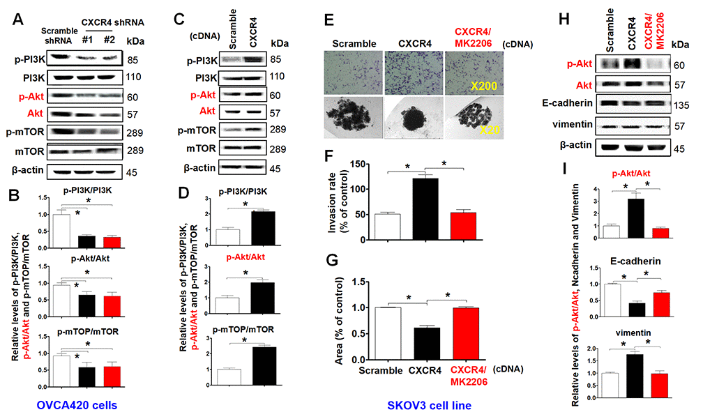 Characterizing the role of the PI3K/Akt/mTOR pathway in promoting CXCR4 overexpression-mediated ovarian cancer invasion, EMT, and CSC stemness. PI3K/Akt/mTOR pathway-related protein phosphorylated states indicated were analysed in both CXCR4 shRNA knockdowned-OVCA420 and CXCR4 overexpressed SKOV3 cells by WB with the indicated antibody against each protein, respectively (A, C). Band density ratios of phosphorylated-PI3K (p-PI3K), -Akt (p-Akt) and -mTOR to total-PI3K (PI3K), -Akt (Akt) and -mTOR (mTOR) were determined by densitometry analysis, respectively (B, D). Effects of MK-2206 on inhibiting SKOV3 cell invasion induced by CXCR4 overexpressing were analysed by a transwell tumour cell invasion assay (E, upper panel). Effects of MK-2206 on inhibiting SKOV3 cell spheroid formation capacity induced by CXCR4 overexpressing were analysed by a spheroid culture in hanging drops assay (E, lower panel), which were quantified by counting the total number of cells (invasion rate) from 10 random fields (magnification, 200X) (F), and the total spheroid hanging drop area (percentage of control) from the CXCR4-overexpressed SKOV3 culture cell experiments, respectively (G). Furthermore, effects of MK-2206 on inhibiting the expression of p-Akt, Akt, EMT-related proteins (E-cadherin, N-cadherin, vimentin and snail) in the CXCR4 overexpressed SKOV3 cells were analysed by WB with the indicated antibody against each protein examined (H). Band density ratios of p-Akt to Akt, E-cadherin, N-cadherin and vimentin to β-actin were determined by densitometry analysis, respectively (I). Data are presented as the mean ± SD of three independent experiments. Asterisk indicates Pt test. Please note that CSC related protein expression profiles in the CXCR4 overexpressed SKOV3 cell line in the presence or absence of MK-2206 treatment were described in the supplementary materials (Supplementary Figure 5).