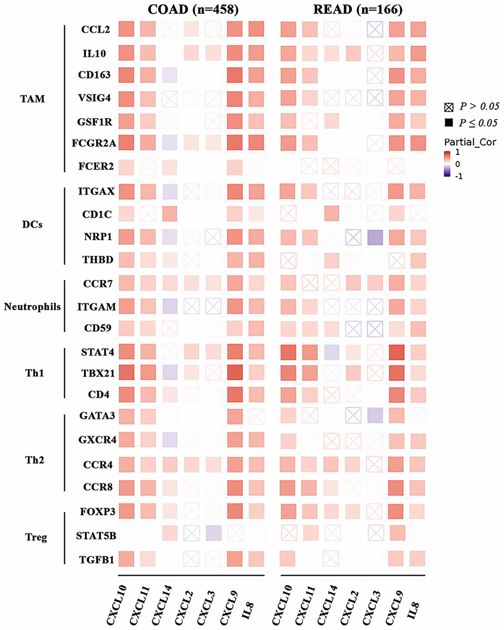 The association between the CXC chemokines expression and immune markers in ad heatmap table across COAD and READ. The red indicates a statistically significant positive association (P ≤ 0.05, rho > 0), and the blue indicates a statistically significant negative association (P ≤ 0.05, rho P > 0.05).