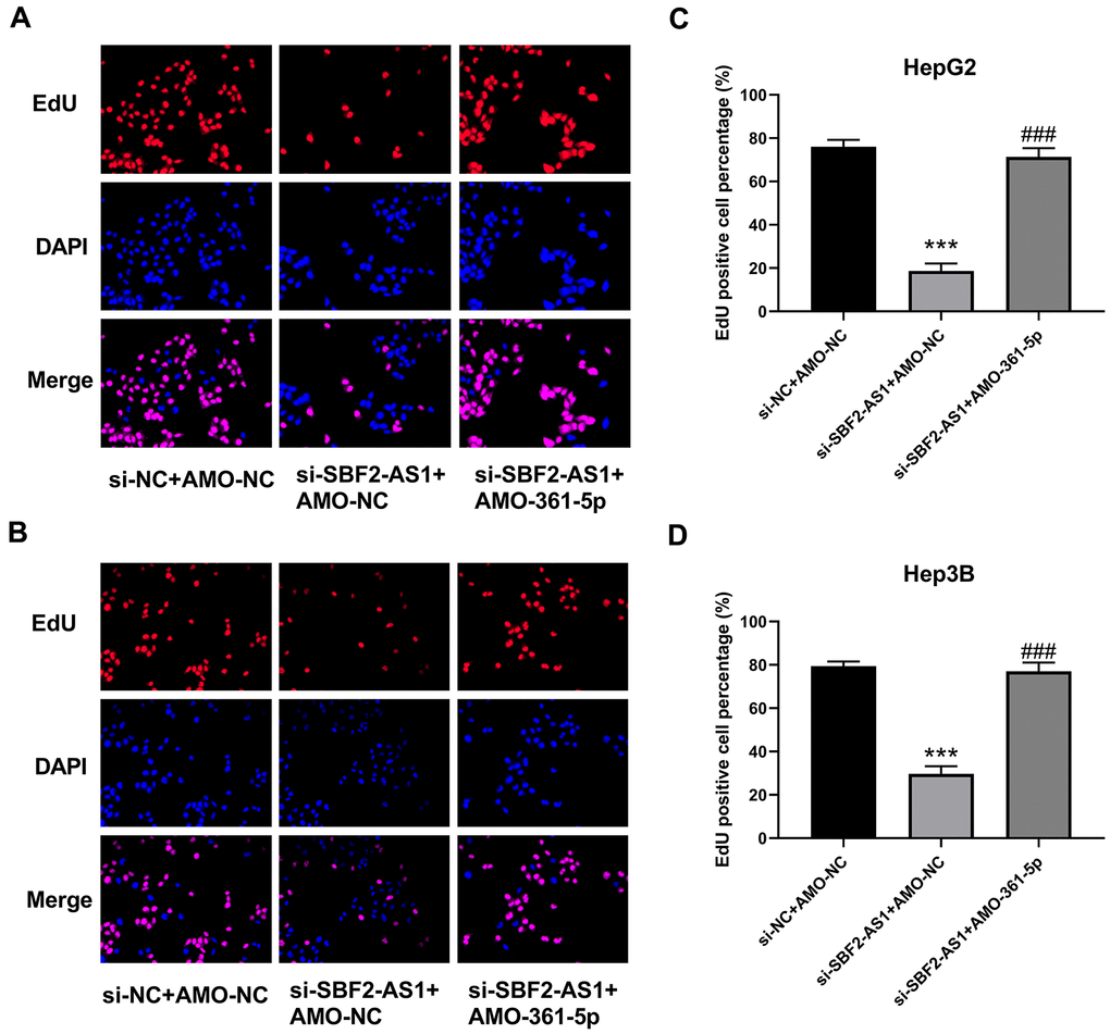 Suppression of miR-361-5p attenuates the influence of lncRNA SBF2-AS1 downregulation on the proliferation of HCC cells. (A) Representative EdU staining images of HepG2 cells. (B) Representative EdU staining images of Hep3B cells. (C) The percentage of EdU-positive HepG2 cells. (D) The percentage of EdU-positive Hep3B cells. The obtained data are expressed as mean ± SEM. *** P 