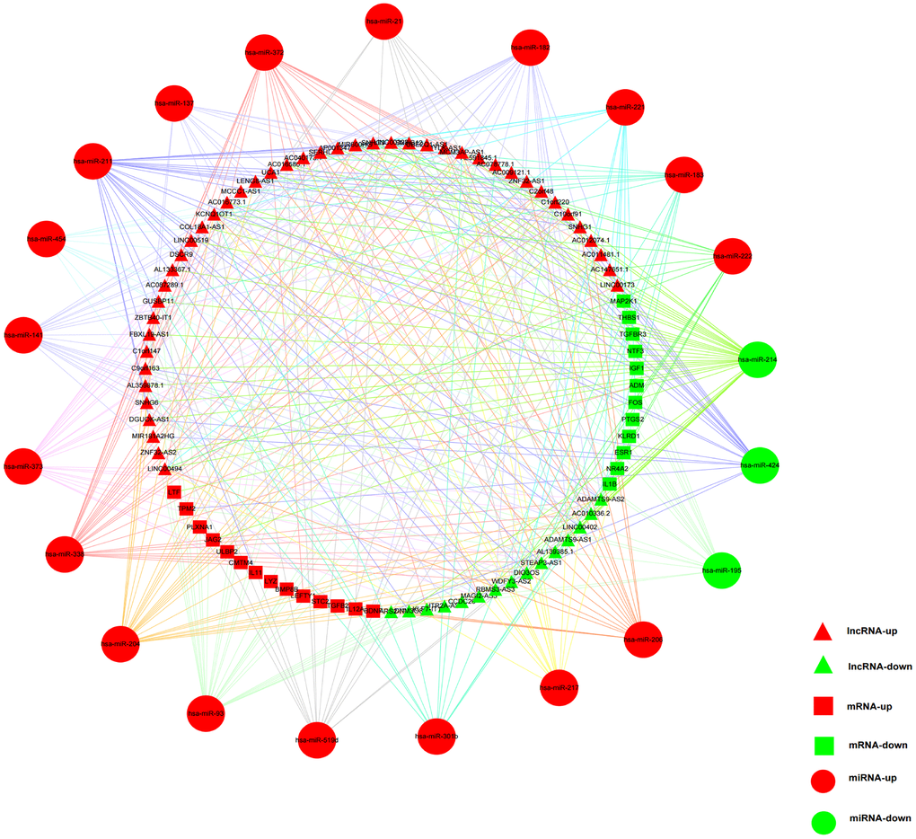 The immune-related ceRNA regulatory network in HCC. Red triangles represented upregulated lncRNAs, and green triangles represented downregulated lncRNAs. Red squares and circles stood for upregulated mRNAs and miRNAs, respectively. Green squares and circles represented downregulated mRNAs and miRNAs, respectively.