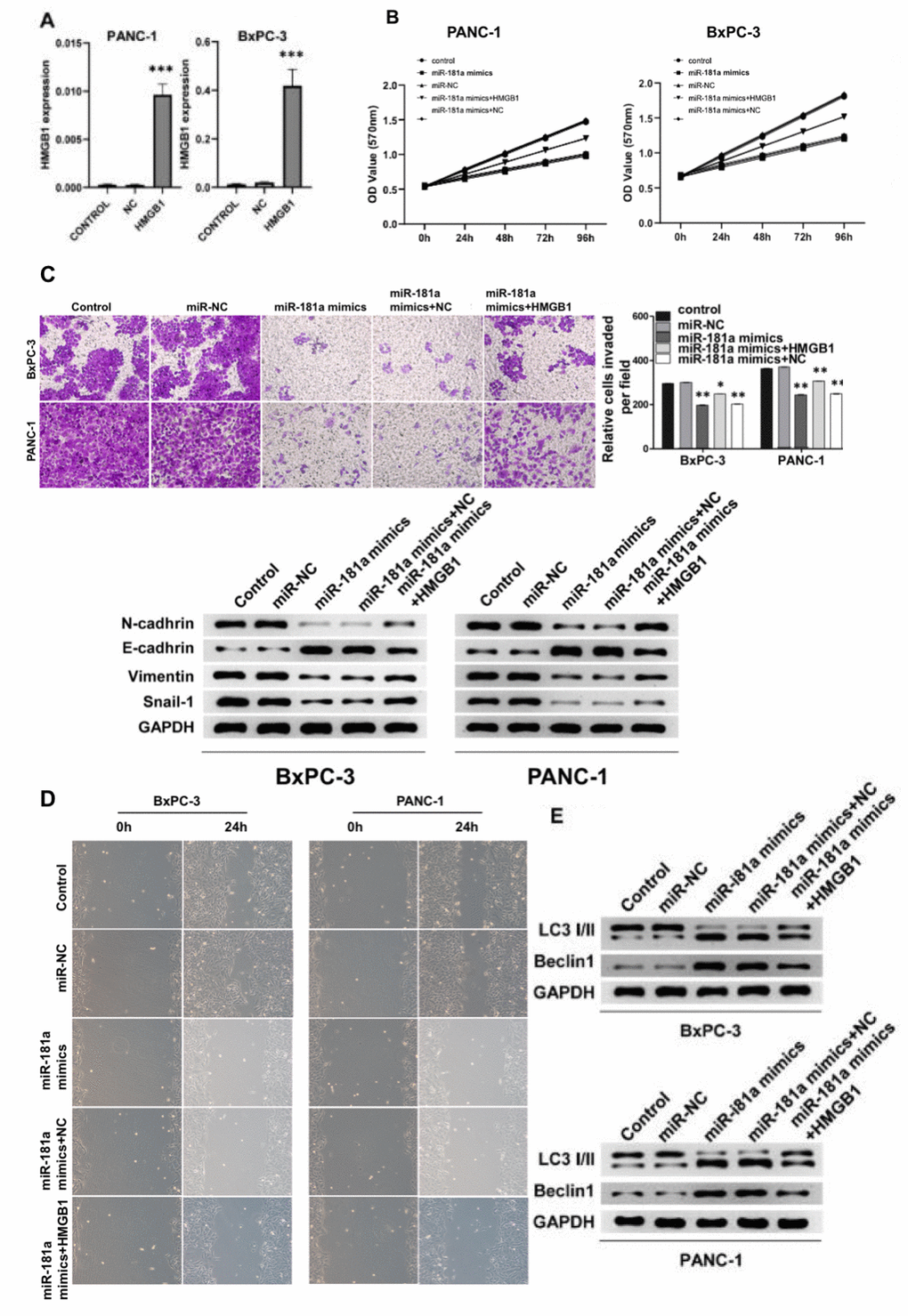 miR-181a inhibited pancreatic cancer cell viability by promoting autophagy of pancreatic cancer cells in vitro. (A) qRT-PCR detected the overexpression efficiency of HMGB1 in PANC-1 cells and BxPC-3 cells. (B) The cell proliferation of pancreatic cancer cells transfected with miR-NC, miR-181a mimics, miR-181a mimics+HMGB1, miR-181a mimics+NC was determined by MTT experiments due to their respective OD value. (C) Top: The transwell experiment suggested the effects of miR-181a and HMGB1 on invasion of PANC-1 cells and BxPC-3 cells, respectively. Bottom: The protein expression of N-cadherin, E-cadherin, Vimentin, and Snail-1 reflected the invasion ability of PANC-1 cells and BxPC-3 cells. (D) The scratch experiments suggested miR-181a inhibited the healing ability of PANC-1 cells and BxPC-3 cells, however, HMGB1 reversed this effect. (E) LC3 I/II and Beclin1 demonstrated the regulation of autophagy of PANC-1 cells and BxPC-3 cells by miR-181a and HMGB1. GAPDH was set as the internal control. *P **P ***P 