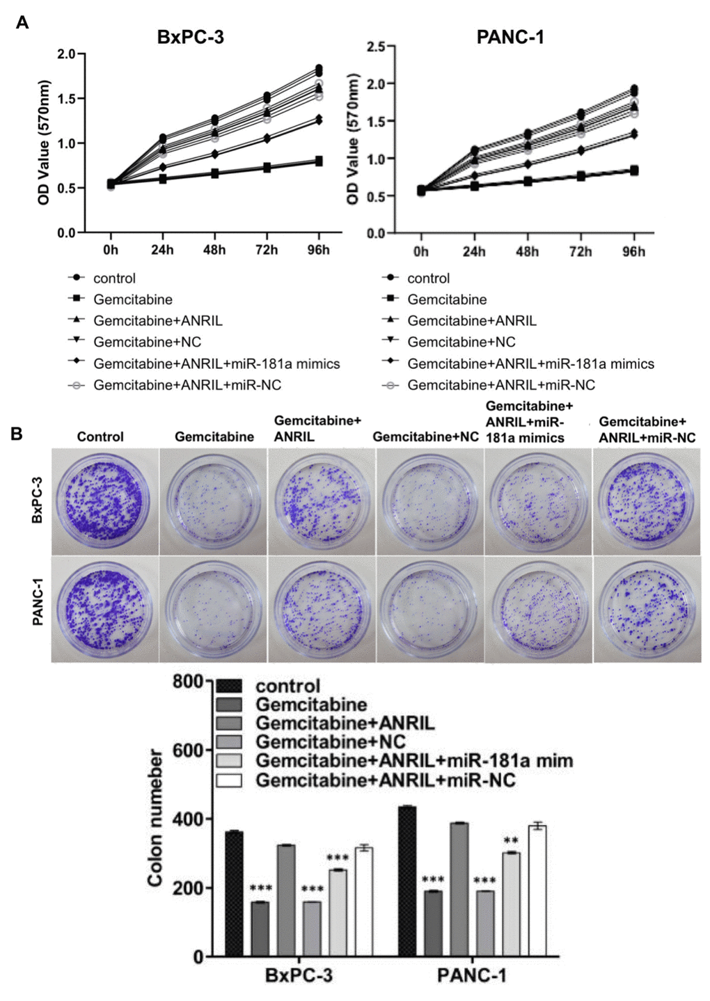ANRIL increases resistance of pancreatic cancer cells to gemcitabine chemotherapy. (A) MTT assay showed that overexpression of ANRIL resisted the inhibition of pancreatic cancer cells by gemcitabine, but miR-181a mimics reversed the effect which caused by ANRIL. OD value reflected the relative proliferative activity of each group. (B) Colony formation assays suggested the effects of miR-181a, ANRIL and gemcitabine on the proliferation of PANC-1 cells and BxPC-3 cells. *P **P ***P 