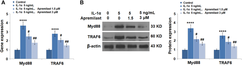 Apremilast reduced IL-1α-induced expressions of Myd88 and TRAF6 in ESCs. Cells were stimulated with 5 ng/mL IL-1α in the presence or absence of 1.5 or 3 μM Apremilast for 12 hours. (A). mRNA of Myd88 and TRAF6; (B). Protein of Myd88 and TRAF6 (****P #, ##, P N = 5–6).