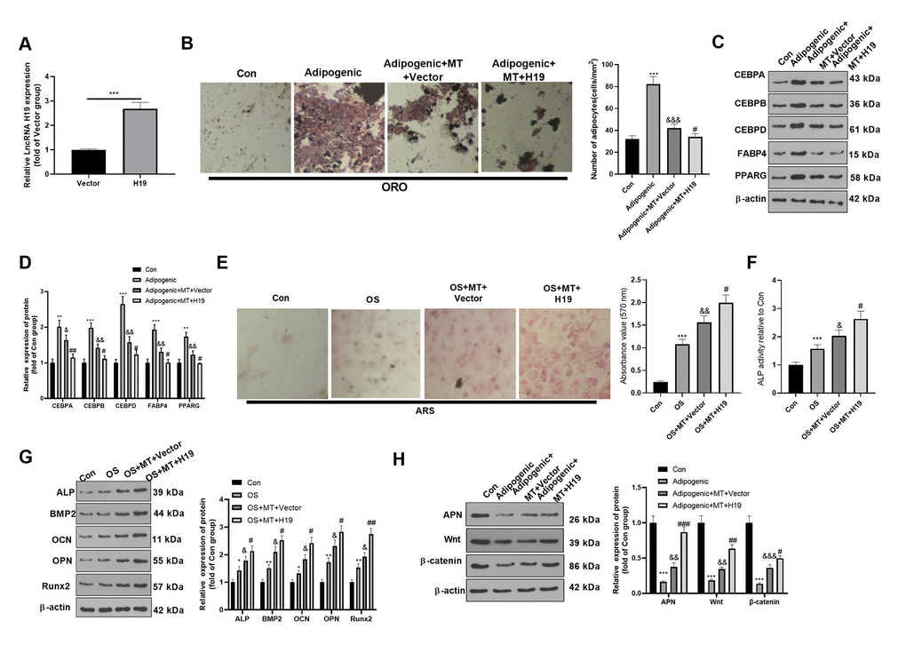 Overexpressing H19 enhanced the osteogenic effect of MT on BMSCs. BMSCs were transfected with H19 overexpression plasmids or vector, and then cultured in Adipogenic/OS differentiation culture medium. (A) Expression of H19 in BMSCs after transfection with H19 overexpression plasmids was detected by qRT-PCR. (B) ORO staining verified the role of H19 in adipogenic differentiation of BMSCs. Scale: 200 μm. (C, D) The expression of adipocyte-related proteins (including CEBPA, CEBPB, CEBPD, FABP4, and PPARG) in BMSCs was analyzed by WB. (E) ARS activity test was conducted to evaluated the osteogenic differentiation of BMSCs. Scale: 200 μm. (F) The ALP activity was detected using ALP activity test kit. (G) The relative expression of osteogenic proteins (including ALP, BMP2, OCN, OPN and Runx2) was analyzed by WB. (H) WB was utilized to analyze the protein levels of APN/Wnt/β-catenin in BMSCs cultured in adipogenic differentiation culture medium. *PPPP>0.05, &&PPPPP