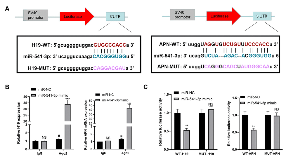 miR-541-3p contained the binding sites of H19 and APN mRNA. (A) The binding sites between miR-541-3p, H19 and APN mRNA were shown. (B) BMSCs were transfected with miR-541-3p or miR-NC, then the RIP experiment was performed to explore the correlation between miR-541-3p and H19, miR-541-3p and APN mRNA. The enrichment of H19, miR-541-3p and APN mRNA were determined by qRT-PCR. NS P>0.05, # PPC) BMSCs was transfected with WT-H19/MUT-H19 or WT-APN/MUT-APN and miR-541-3p or miR-NC. The dual-luciferase reporter assay was implemented to verify the association between miR-541-3p and H19 and APN mRNA. NS P>0.05, **P