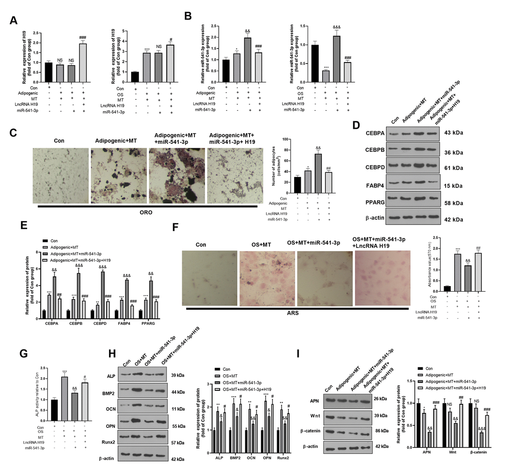 H19 affected the MT-induced osteogenic and adipogenic differentiation of BMSCs by inhibiting the miR-541-3p/APN axis. H19 overexpression plasmids and miR-541-3p mimics were transfected into BMSCs, which were cultured in adipogenic/osteogenic differentiation medium and treated with MT (100 μM). (A, B) The H19 and miR-541-3p expression in adipogenic/osteogenic BMSCs was monitored by qRT-PCR. (C) ORO staining verified the role of H19 in adipogenic differentiation of BMSCs. Scale: 200 μm. (D, E) The expression of adipocyte-related proteins (including CEBPA, CEBPB, CEBPD, FABP4, and PPARG) in BMSCs was analyzed by WB. (F) ARS activity test was conducted to evaluated the osteogenic differentiation of BMSCs. Scale: 200 μm. (G) The ALP activity was detected using ALP activity test kit. (H) The relative expression of osteogenic proteins (including ALP, BMP2, OCN, OPN and Runx2) was analyzed by WB. (I) WB was utilized to analyze the protein levels of APN/Wnt/β-catenin in BMSCs cultured in adipogenic differentiation culture medium. *PPPPPPPP