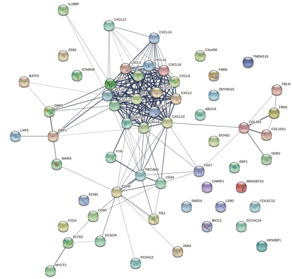 Protein–protein interaction network. The relationships between CXCLs and the top 50 similar genes were visualized using the STRING database (see Supplementary Table 3 for a detailed gene list).