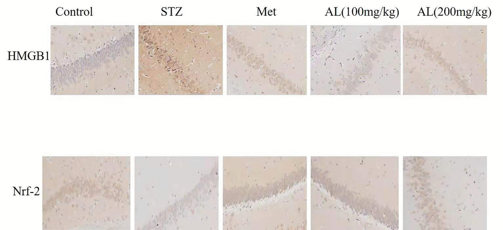 Effects of AL on Nrf-2 and HMGB1 by immunohistochemistry analysis(x100).