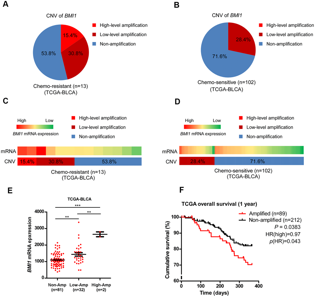 Aberrant BMI1 amplification contributed to BMI1 overexpression and chemoresistance in bladder cancer. (A, B) Analysis of BMI1 copy number variant (CNV) in bladder cancer patients resistant to chemotherapy (A) and that sensitive to chemotherapy (B) in TCGA-BLCA data sets. (C, D) BMI1 gene CNV and corresponding mRNA expression in bladder cancer patients resistant chemotherapy (C) vs. that sensitive to chemotherapy (D) in TCGA-BLCA data sets (P = 0.0254). (E) BMI1 gene CNV and corresponding mRNA expression in a TCGA bladder cancer data set (P F) Kaplan-Meier analysis of overall survival for patients with amplified or non-amplified BMI1 expression (P = 0.0383). *P P P 