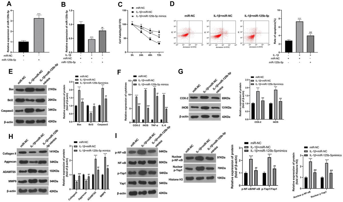 Upregulation Of MiR-125b-5p Relieves Chondrocyte Inflammation And ...